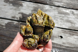 【ジューシーなカメノテ】島の海をいただきます！普通サイズカメノテ＊深島みそ付き【深島の幸】
