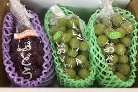 甘さたっぷり！シャインマスカット2房&赤ぶどう1房(1.5kg以上)食べ比べ8月下旬発送