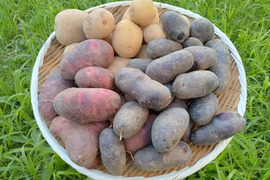 【訳アリ】無くなり次第終了！2種の自然栽培じゃがいも食べ比べセット（４キロ）