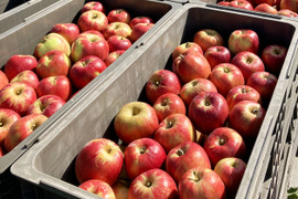 残りわずか🍎紅玉🍎たっぷり10kg すっぱいりんご❗低農薬で皮ごと安心✨キズなし良品🎁 予約 旬 人気 お菓子作りにも最適🍴特別栽培認証