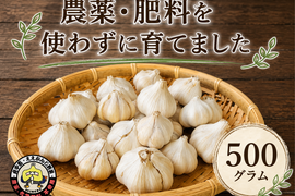 【自然農法で栄養満点】小ぶりにんにく⭐︎500g⭐︎尾道市産【農薬•肥料　不使用】