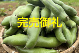 【お得用】朝採れそら豆1200g【春の初物】
