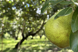 3kg★名和果樹園の贈答用特秀大玉ラフランス★山形県産3L320g以上★7〜9玉★産地直送お取り寄せ通販