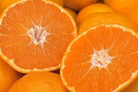 【むいたら最後、止まらない】濃厚で甘い！完熟 福みかん《ご家庭用 5kg》｜サイズ混合｜愛媛・西宇和産