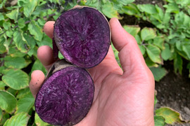 【紫の貴婦人「ノーブルシャドー」】２kg(土付き)  兵庫県香美町産