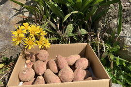 甘味あふれるオーガニック安納芋・小サイズ(かわいいミニ焼き芋に)箱込み2kg・種子島産