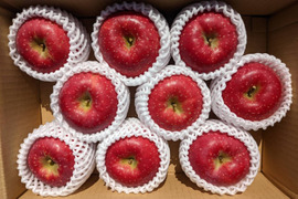 【秋田紅あかり】テレビで話題の秋田限定品種【贈答規格3kg】