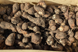 【栽培期間中　農薬不使用】えぐみが少なくねっとりな里芋(2kg)
