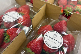 【特Aスターナイト】宮城蔵王産 いちご 250g×4P
