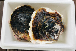 奥能登！　里海の恵み！　穴水産濃厚　岩牡蠣（生食用）　2個　＜300g～400g/１個＞：Mサイズ