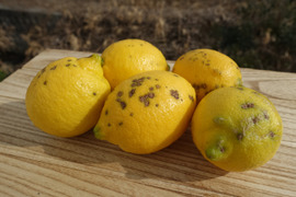 （お得なB級品）やさしい黒潮檸檬 Ｂ級2ｋｇ　節減対象農薬：当地比約75％減