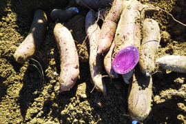 【ふくむらさき】さつま芋が入ります。
田口農園徳島「イチオシ旬野菜セット」
【たっぷりいろいろ３０００円セット】農家人が選ぶ旬野菜のおまかせセットです。季節ごとの旬野菜を厳選してお届け致します。