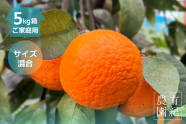 さっぱり濃甘🍊南津海【見た目訳アリ・サイズ混合・5kg箱】