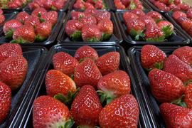 まほろばの朱🍓regular(まほら) 200g×4パック