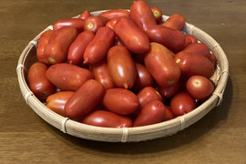 【トマト；サンマルツァーノ】生食でも美味しい調理用トマト