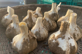 新ニンニク  化学肥料・ 農薬・有機堆肥不使用　1ｋｇ　サイズ混合 季節限定　【父の日ギフト】