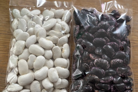 北海道産　白花豆250g&紫花豆250g