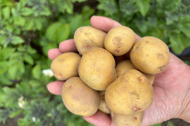 【ころころ新じゃがいも】《ミニきたあかり　箱入り１０kg》　お子様も「皮ごとまるごと食べれる」ミニサイズ！　新じゃが！