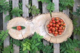 北海道産！自然栽培！トマト！シンディースイート１kg