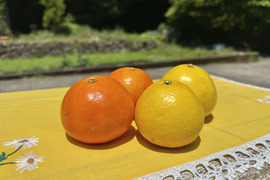 土佐小夏（高糖度種有り系）とセミノールのセット（ご家庭用）10kg 化学系農薬を使わない栽培