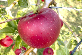 【2026年予約】『シナノホッペ』家庭用　甘くて硬い！ほっぺが落ちる美味しさ♡3kg