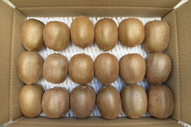 農薬不使用キウイフルーツM玉18個(約2kg)