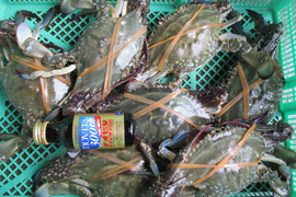 活梱包！オス大サイズ ２ｋｇ（約６杯）ガザミ 渡り蟹 ワタリガニ 日本三景松島産 がざみ わたりがに 活蟹 活カニ 梭子蟹  ケジャン 松島牡蠣屋 生カニ 生蟹 雄