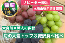 🍇天空ブランド人気トップ３食べ比べセット🍇今の時期しか食べられない幻の赤系葡萄・黒系葡萄・緑系葡萄食べ比べ3房約1kg『2025年10月下旬』