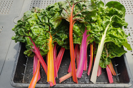 ✨【色彩の宝石箱】農薬・化学肥料不使用で育てた、鮮やかスイスチャード 約1.3kg✨