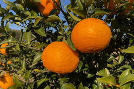 【じっくり熟成】果汁たっぷり紅甘夏（4㎏＝約10玉）
