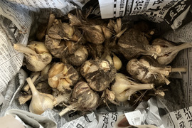 自然栽培！土中完熟にんにく1kg