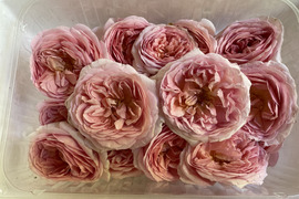 〈予約注文〉JAS認証栽培！新鮮で完熟の食べられる希少なバラ・薄ピンク(100g・15〜20輪)