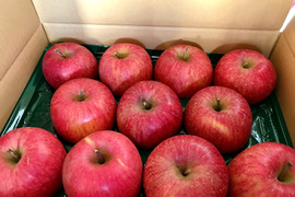 福島の美味しい林檎　サンふじ2ｋｇ（6～9玉）　ギフト・贈答用りんご