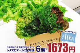 新鮮採れたて！化学肥料/化学農薬不使用だから安心して食べられる！レタスとケールの定期便 6個セット