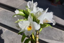 【母の日プチギフト】フォーミディブルのかわいい花束