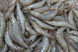 旬！芝エビ５００グラム×4、2キロ入り