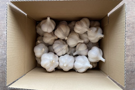 有機ニンニク1.8kg