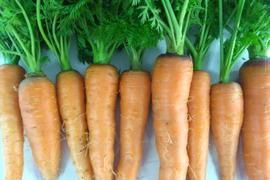 3kg🥕皮まで美味しいニンジン🥕今が旬！🥕《農薬・化学肥料不使用》