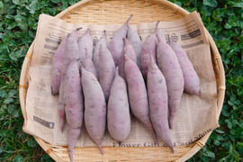 自然栽培さつま芋「紅はるか8kg」（訳ありミニサイズ・焼き芋に適した蜜芋タイプ、栽培期間中農薬・肥料不使用）