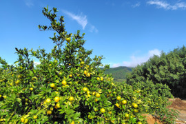 フレッシュ青切りみかん　小さなサイズ　約2.5㎏