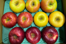 【贅沢４品種ミックス】信州安曇野産りんご３kg家庭用🍎７個～12個入り※化学合成農薬約40%削減