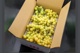 【特別栽培相当長野県認証】訳あり完熟シャインマスカッ10kg 規格外※長野県認証/特別栽培同基準（信州の環境にやさしい農産物認証50）