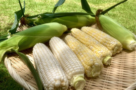 【予約開始🌽】ミラクルな食感！【プレミアム味来】スイートコーン🌽
