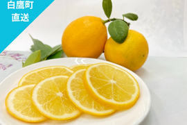 【山形県白鷹町産】丸かじり！マイヤーレモン  1kg