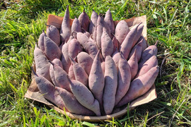 【訳あり品】「べにはるか10kg」（小～中サイズ、自然栽培：栽培期間中農薬・肥料不使用）