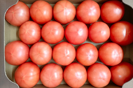 朝採り直送！　新鮮大玉トマトLサイズ20個かMサイズ24個　4kg箱