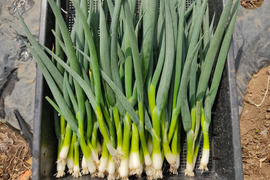 ✨農薬・化成肥料不使用の土の力で育った、主役になる小葱　約1.5kg✨