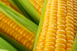 【予約販売｜5月末〜発送】朝採れ直送🌽甘さ爆発！HANA FARMのゴールドラッシュ ３kg