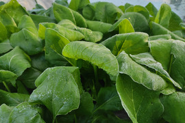 ✨農薬・化成肥料不使用の新鮮小松菜1㎏（250g×4袋）✨