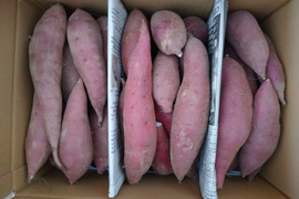 ◇訳あり◇【砂丘さつま芋３種：ほくほく・ねっとり食べ比べセット】ご自宅用４キロ